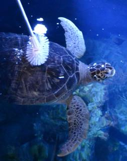 Schildkrötenpanzer putzen / SEA LIFE Konstanz