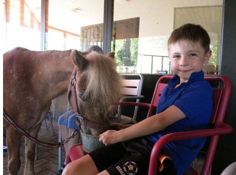Ponytherapie 2026 Bilder Haas.jpg