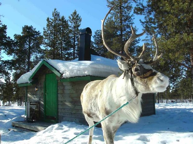 Reindeer+Lodge-Reindeer+at+doorstep%2C+Katja+Bechtloff_Nutti+S%C3%A1mi+Siida_klein.jpg