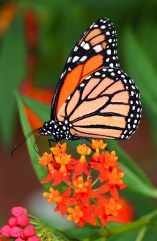 1 Danaus plexippus_c_Franz Schlegel.jpg