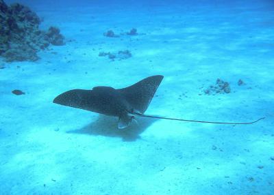 15 Mantarochen