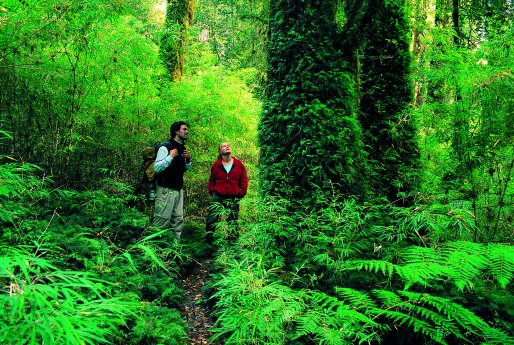 Alerce Andino National Park.jpg