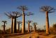 Aktiv erleben: Baobabs, Bribri und Bagan