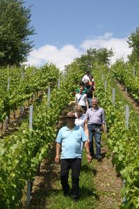 Durch die Weinberge Häfner