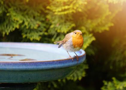 Auch Wildvögel haben Durst. "Das Wasser sollte täglich gewechselt werden, damit sich keine Keime bilden", rät Ida Plus Tierärztin Anja Kruse.