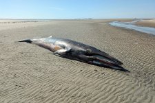 Zwergwal Minsener Oog 