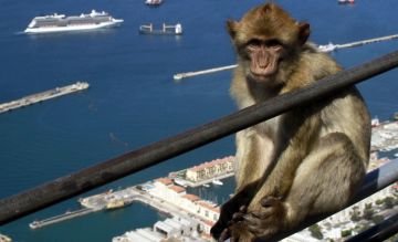 Die_Berberaffen_von_Gibraltar_Quelle_Wikinger_Reisen_Fotograf_Ramon_Pereira_Homepage.jpg