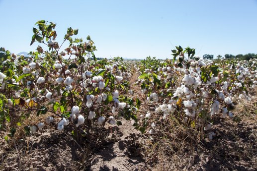 Ökologisch bewirtschaftetes Pima-Baumwollfeld in New Mexico USA ©COTONEA.jpg