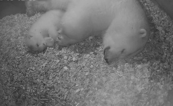 Pause muss auch mal sein - Milana und ihre Tochter schlafen - Erlebnis-Zoo Hannover.jpg