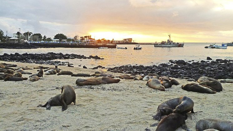 Seeloewen auf Galapagos mittel.jpg