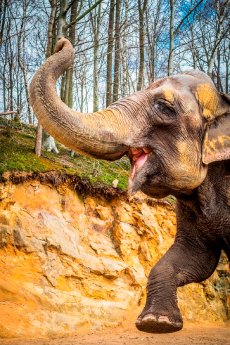 Asiatischer Elefant KIRSTY_Foto_Monsieur de Maurice.jpg