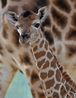 Rothschild-Giraffen-Nachwuchs_Tierpark Berlin (2).jpg