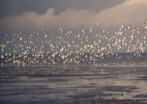 Vogelschwarm Foto Rudolf Großmann.jpg