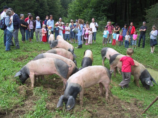 FLM Neuhausen_Historische Schweinhut 1.JPG