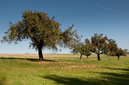 Fällt das Obst auf ein öffentliches Grundstück, ist aufsammeln erlaubt, Foto: streuobstwiesen.org / Peter Sieling