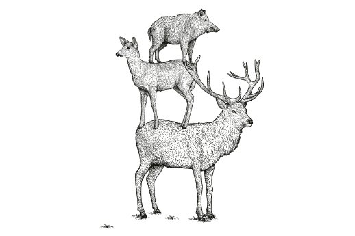 WildeWochen_Copyright_Bodenseewest.jpg