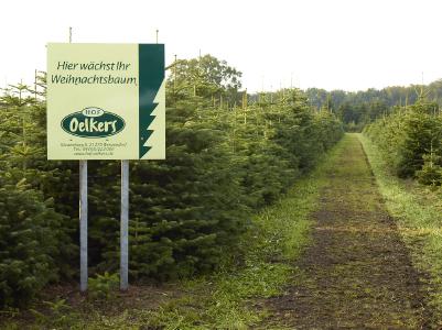 Die Weihnachtsbäume vom Hof Oelkers werden gehegt und gepflegt