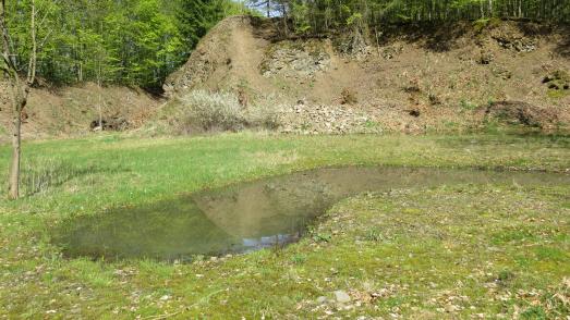 Der große Steinbruch an der Grenze zu Bad Salzschlirf etwas unterhalb des Höhenweges ist ein gut gehüteter Schatz des Revierförsters Josef Kleinemenke. Mit Hilfe der Unteren Naturschutzbehörde sind dort Amphibienteiche entstanden. Bereits jetzt ist es ein sehr wertvolles Biotop für verschiedenste Tier- und Pflanzenarten / Foto: Susanne Jost, Vogelsbergkreis