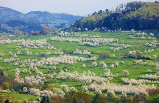 Markgräflerland_Kirschbluete Feldberg_Niedereggenen.jpg