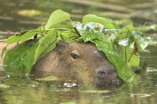 Wasserschwein PA.JPG