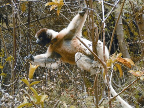 INDOZ_Madagaskar_Sikaka Lemur.TIF