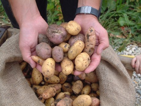 260-2018 Backtag mit Programm rund um die Kartoffel.JPG