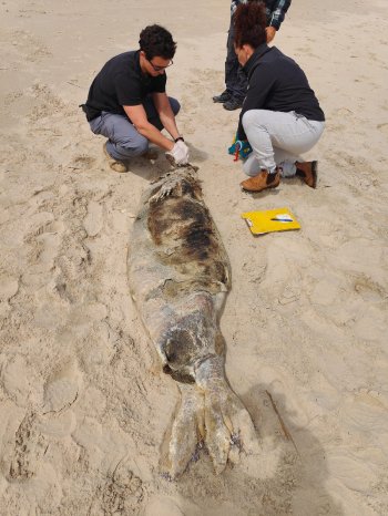 Tote Mönchsrobbe am Strand von Maagan Michale, Israel.jpeg
