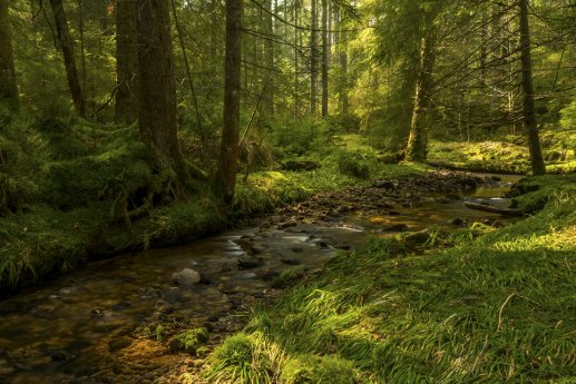 Tobelbach, Herrenwies (c) Luis Scheuermann (Nationalpark Schwarzwald).jpg