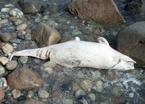 Toter Weißer Schweinswal auf Fehmarn, Foto: Niels Ristau