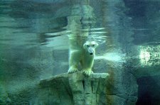 @Zoo am Meer Eisbär blickt durchs Wasser