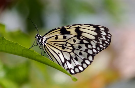 4 Idea_leuconoe_c_Franz Höck.jpg