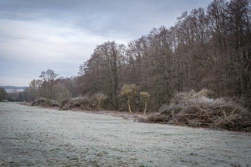 23-01_Entbuschung_Storndorf_V-2021-050_V-2022-048_sw (5).jpg