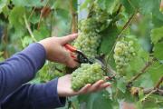 Weinlesebeginn 2018