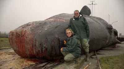 Andrea und Wilfried Steffen von Pottwale e.V. vor einem gestrandeten Pottwal.
