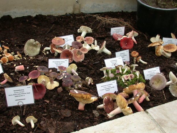 Große PilzAusstellung, Botanischer Garten MünchenNymphenburg, Story
