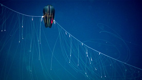 This dark ctenophore was observed with its tentacles fully extended at approximately 1,460 meter.jpg