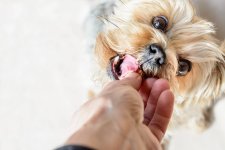 Der Winter bringt Ruhe, Nähe und gemeinsame Zeit auf dem Sofa.
Was gut gemeint ist, wird jedoch schnell zur stillen Routine: mehr Snacks, weniger Bewegung – mit Folgen für Gewicht und Zahngesundheit unserer Hunde.

In unserem aktuellen Artikel zeigen wir,
• warum Hunde im Winter häufiger zunehmen
• wie Indoor-Snacking die Zähne belastet
• und wie sich mit kleinen, achtsamen Ritualen gezielt gegensteuern lässt

Ohne Verzicht. Ohne Stress.
Aber mit mehr Bewusstsein für das, was Hunde wirklich brau