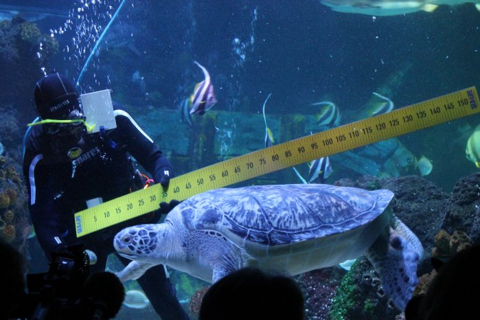 Messung Grüne Schildkröte Speedy.JPG