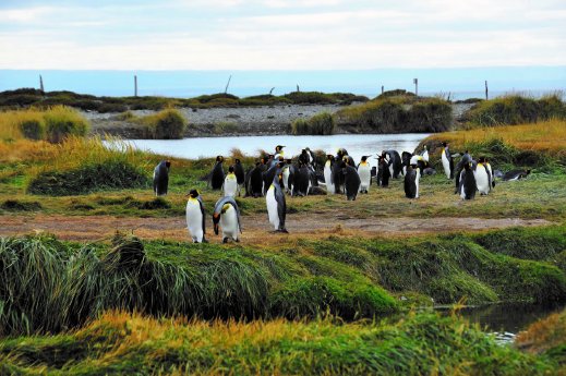 Parque Pinguino Rey - Feuerland - Königspinguine (c) Southbound 4.jpg