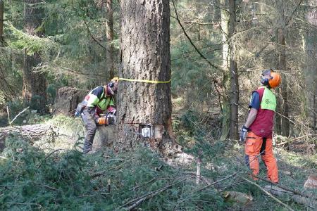 Teamarbeit am Elitebaum: Die Forstwirtschaftsmeister Stephan Wahlert (links) und Lutz Kobrig sind Spezialisten für das Fällen übergroßer