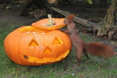 Die Frettchen und Eichhörnchen testen schon einmal die Halloween-Deko / Foto: (Wildpark-MV)