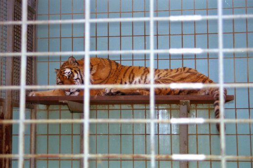zoo-tiger-003.jpg