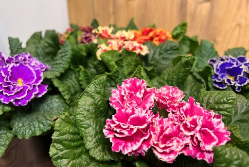 Primula-acaulis-Flamenco-Mix-F1-Bild-1.png