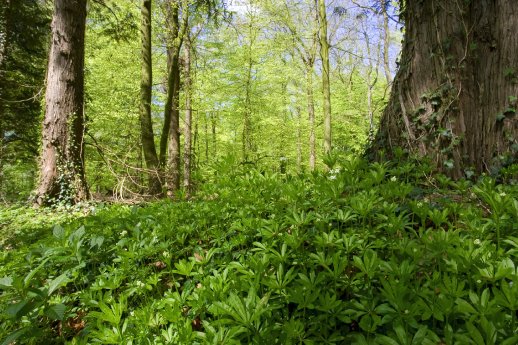 4-Wald_Braken_Waldmeister_©HaJo Schaffhäuser.jpg