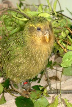 Kakapo 1 Sam O'Leary DOC.JPG