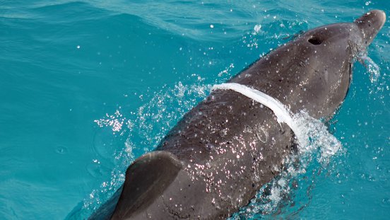 Delfin_mit_Plastikeinschnuerung_von_DWA.jpg