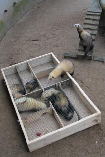 Ein Futter-Labyrinth für Frettchen / Foto: Wildpark-MV