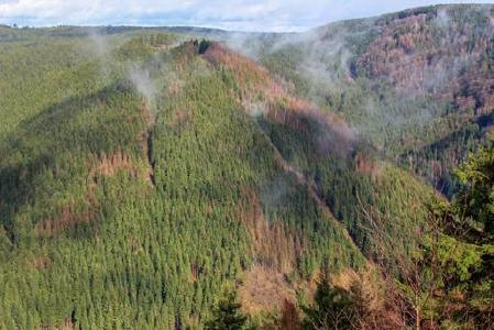 Deutlich sind die vom Borkenkäfer befallenen Fichten zu erkennen. (Foto: NLF)