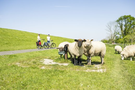 _DSC3467_Borsfl._am_Deich©Mönchsweg e.V.-MarTiem Fotografie.jpg