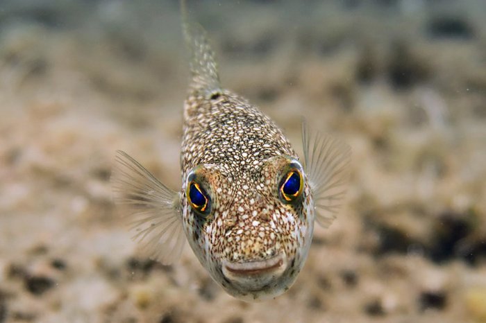 Invasive Art im Mittelmeer Kugelfisch der Gattung Torquineger.jpg